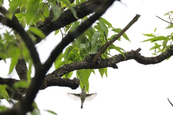 2024年5月6日(月) 八王寺城跡公園の野鳥観察記録