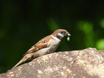 スズメ 大阪南港野鳥園 2024年5月4日(土)