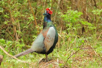 Green Pheasant 船津公園墓地 Thu, 5/2/2024