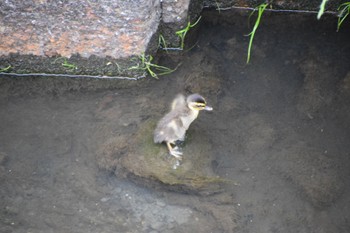 Eastern Spot-billed Duck マイフィールド(川) Tue, 5/7/2024