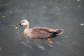 Eastern Spot-billed Duck マイフィールド(川) Tue, 5/7/2024