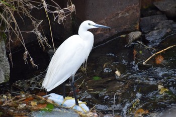 Little Egret マイフィールド(川) Tue, 5/7/2024