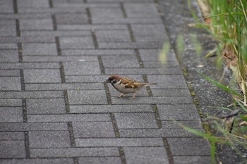 Eurasian Tree Sparrow マイフィールド(川) Tue, 5/7/2024