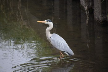 Grey Heron マイフィールド(川) Tue, 5/7/2024