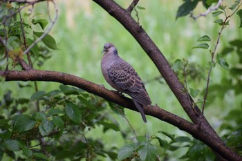 Oriental Turtle Dove マイフィールド(川) Tue, 5/7/2024