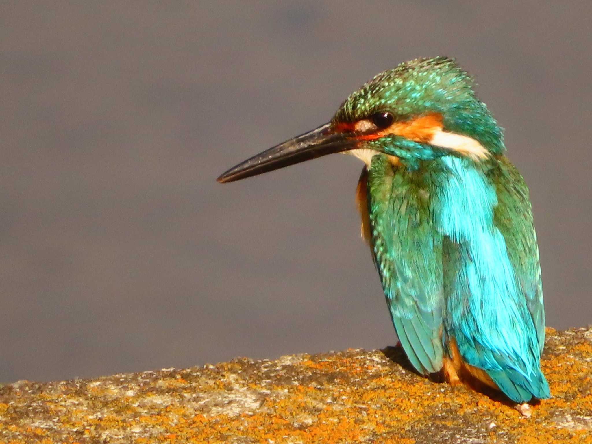 Photo of Common Kingfisher at 大根川 by ゆ