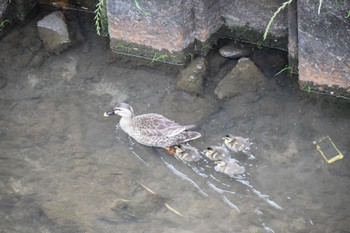 Eastern Spot-billed Duck マイフィールド(川) Tue, 5/7/2024