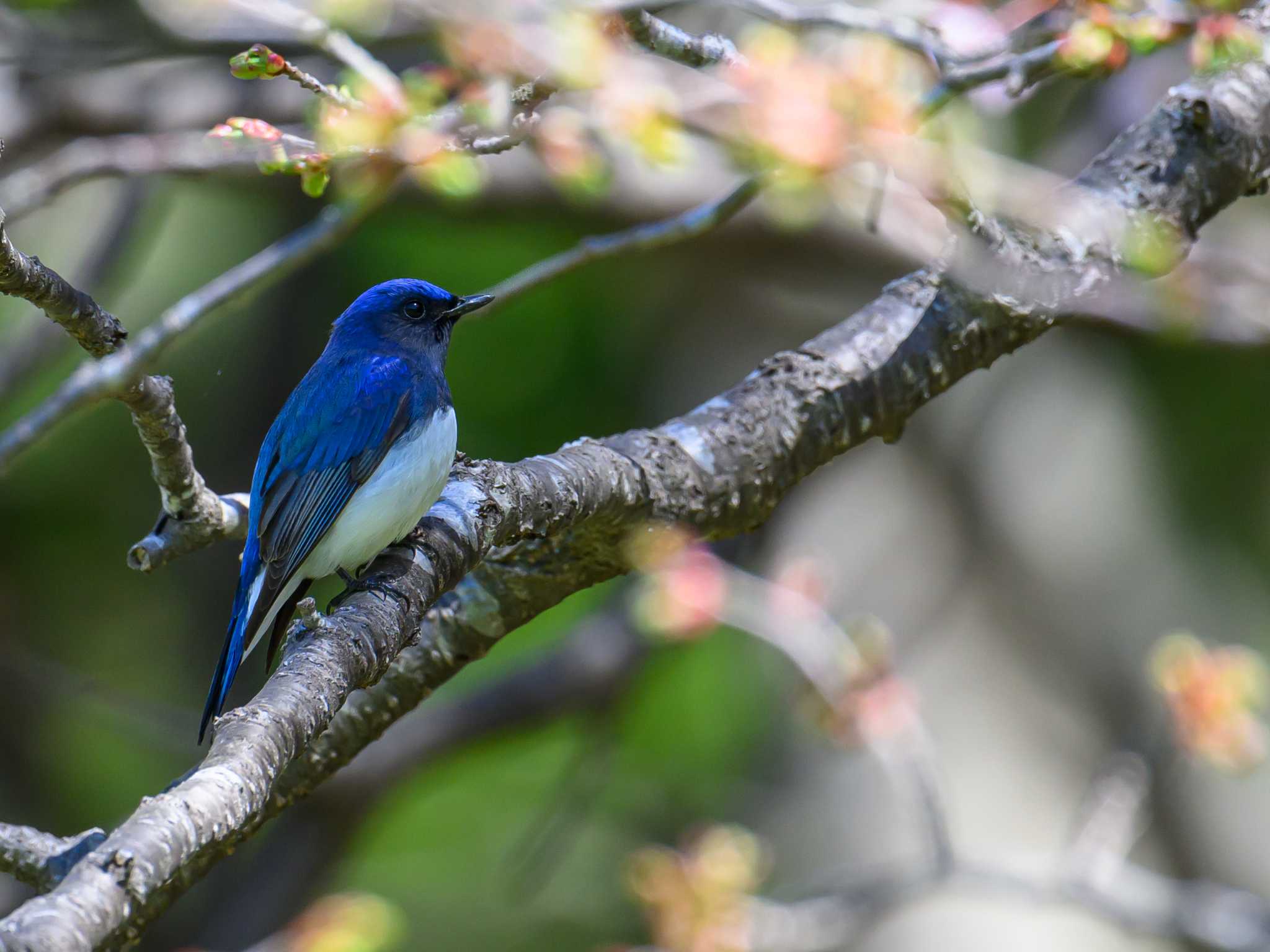 Photo of Blue-and-white Flycatcher at Nishioka Park by North* Star*