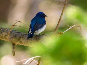 Blue-and-white Flycatcher Nishioka Park Wed, 5/1/2024