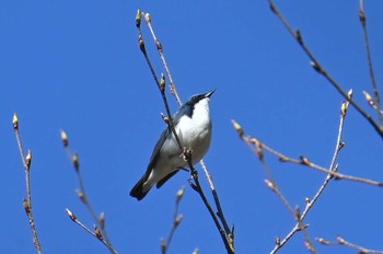 Siberian Blue Robin 大蔵高丸 Sat, 5/4/2024