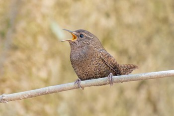 Eurasian Wren Yanagisawa Pass Sun, 5/5/2024