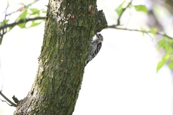 Japanese Pygmy Woodpecker 信州スカイパーク Sat, 5/4/2024