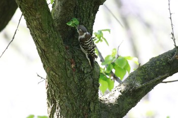 Japanese Pygmy Woodpecker 信州スカイパーク Sat, 5/4/2024