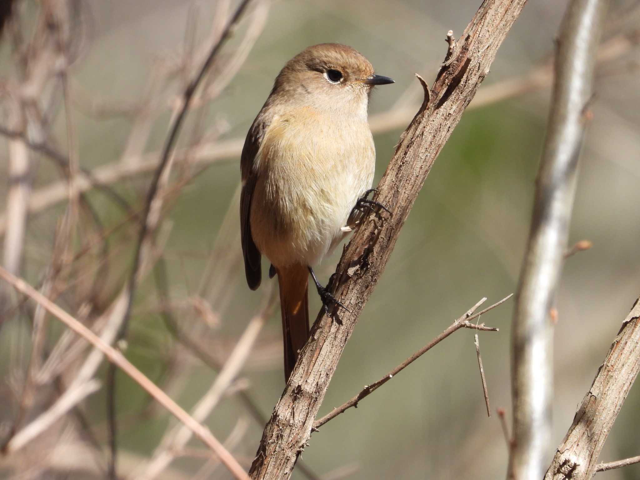 Daurian Redstart