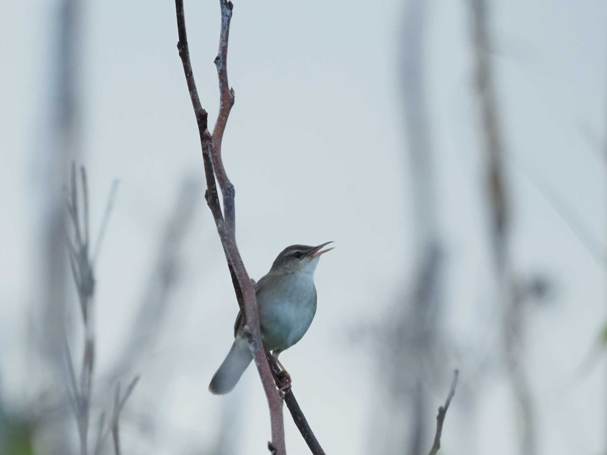 Styan's Grasshopper Warbler