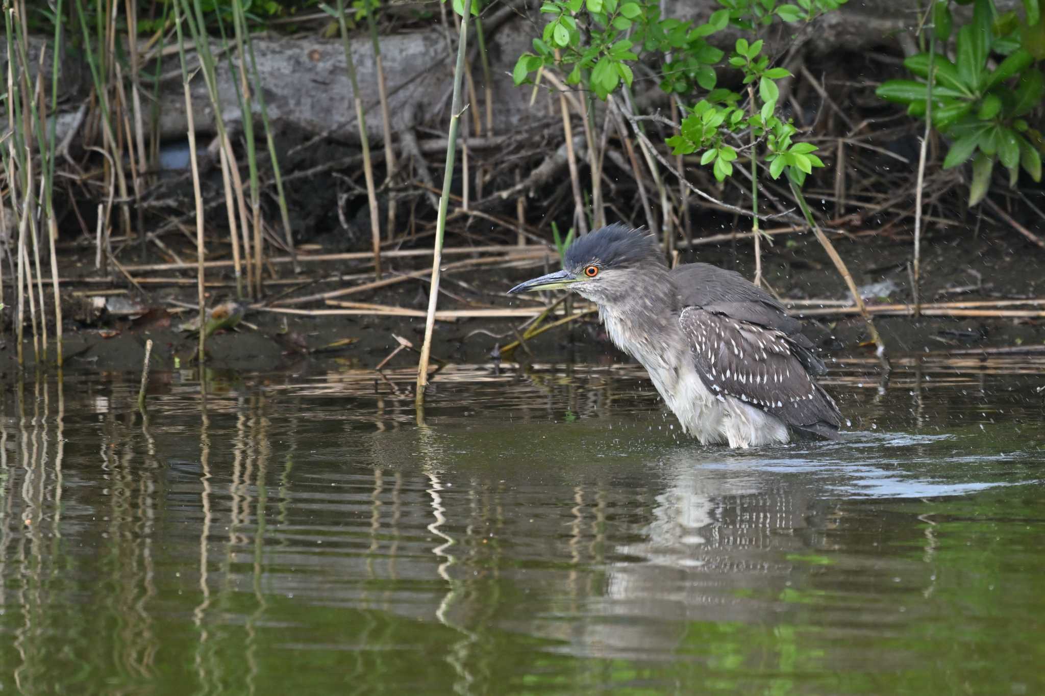 Photo of Black-crowned Night Heron at Kasai Rinkai Park by ダイ