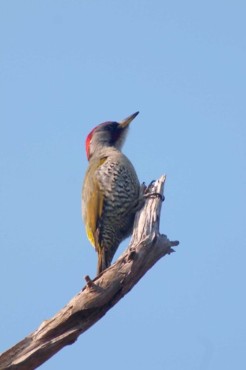 Japanese Green Woodpecker 庭 Wed, 3/28/2012