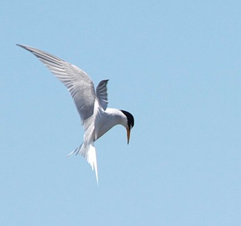 Little Tern 東京都多摩地域 Sat, 5/4/2024