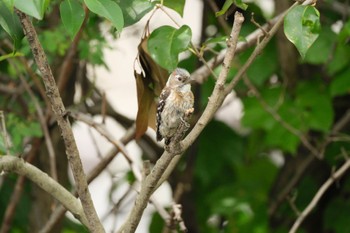 Japanese Pygmy Woodpecker 中郷温水池(三島市) Mon, 5/6/2024