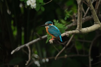 Common Kingfisher 中郷温水池(三島市) Mon, 5/6/2024