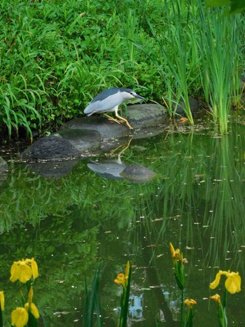 Black-crowned Night Heron Hibiya Park Tue, 5/7/2024