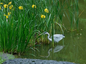 アオサギ 日比谷公園 2024年5月7日(火)