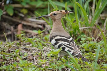 Eurasian Hoopoe Amami Island(General) Wed, 3/27/2024