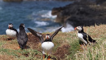 ニシツノメドリ Treshnish Isles, Scotland 2023年6月24日(土)