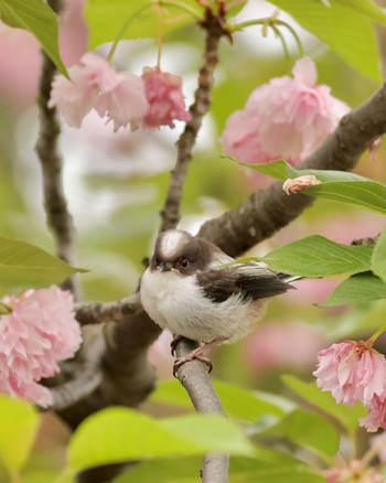 Long-tailed Tit Shakujii Park Sat, 4/27/2024