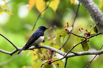 Blue-and-white Flycatcher 札幌モエレ沼公園 Mon, 5/6/2024