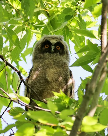 Long-eared Owl Watarase Yusuichi (Wetland) Fri, 5/3/2024