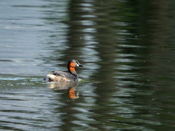 Little Grebe 洞峰公園 Mon, 5/6/2024