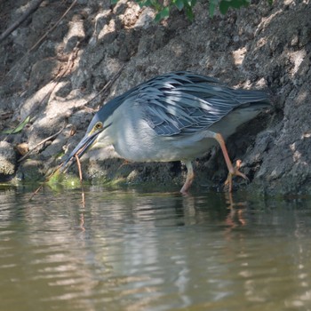 Black-crowned Night Heron Ukima Park Sun, 4/28/2024