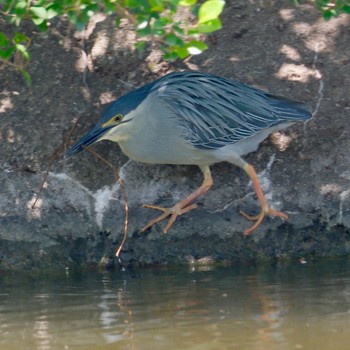 Black-crowned Night Heron Ukima Park Sun, 4/28/2024