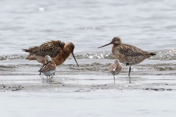 オオソリハシシギ ふなばし三番瀬海浜公園 2024年4月20日(土)