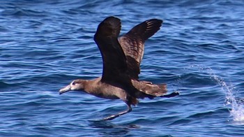 Black-footed Albatross 羅臼沖 Thu, 8/25/2022
