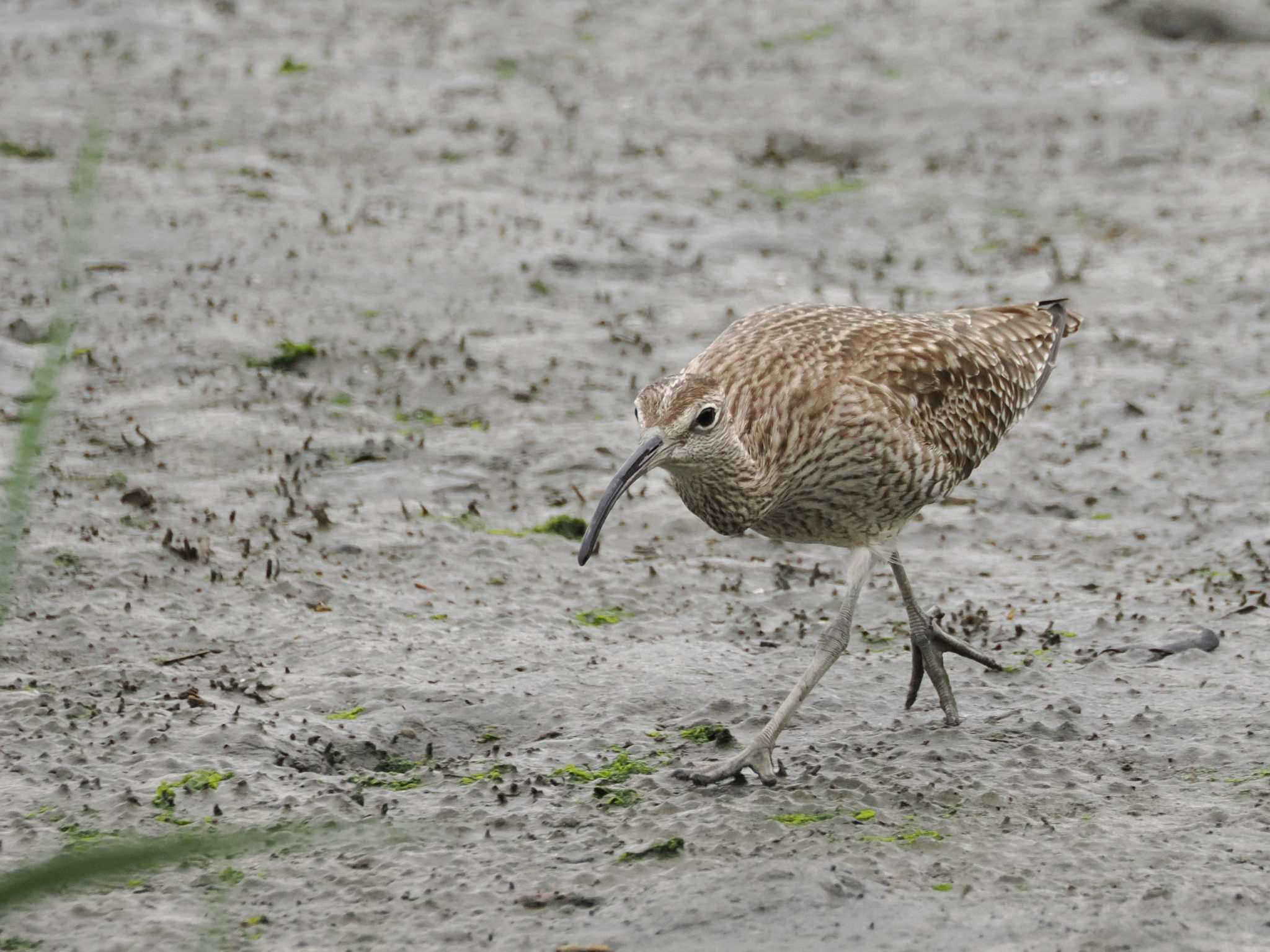 Eurasian Whimbrel