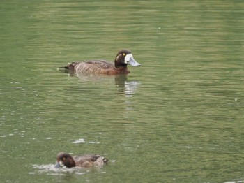 スズガモ 東京港野鳥公園 2024年5月6日(月)