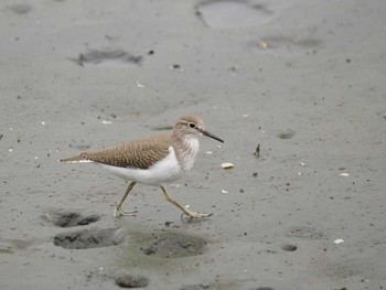 イソシギ 東京港野鳥公園 2024年5月6日(月)