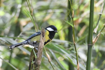 Green-backed Tit 老君山(Laojunshan) Fri, 4/19/2024