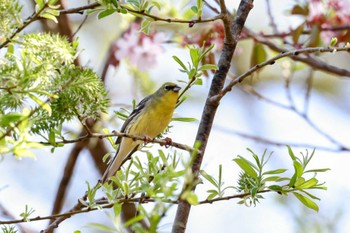 Yellow Bunting Togakushi Forest Botanical Garden Sun, 5/5/2024