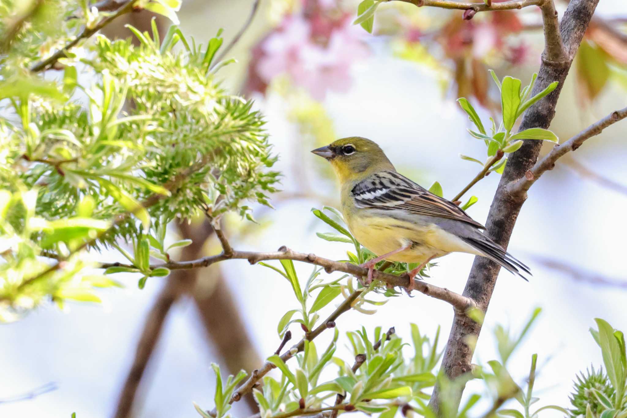 戸隠森林植物園(戸隠森林公園) ノジコの写真 by トビトチヌ