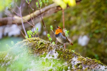 Japanese Robin Unknown Spots Sun, 5/5/2024