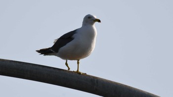 2024年5月4日(土) 寺泊港の野鳥観察記録