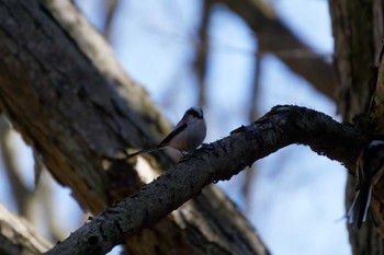 Long-tailed Tit 神奈川県自然環境保全センター Sun, 3/10/2024