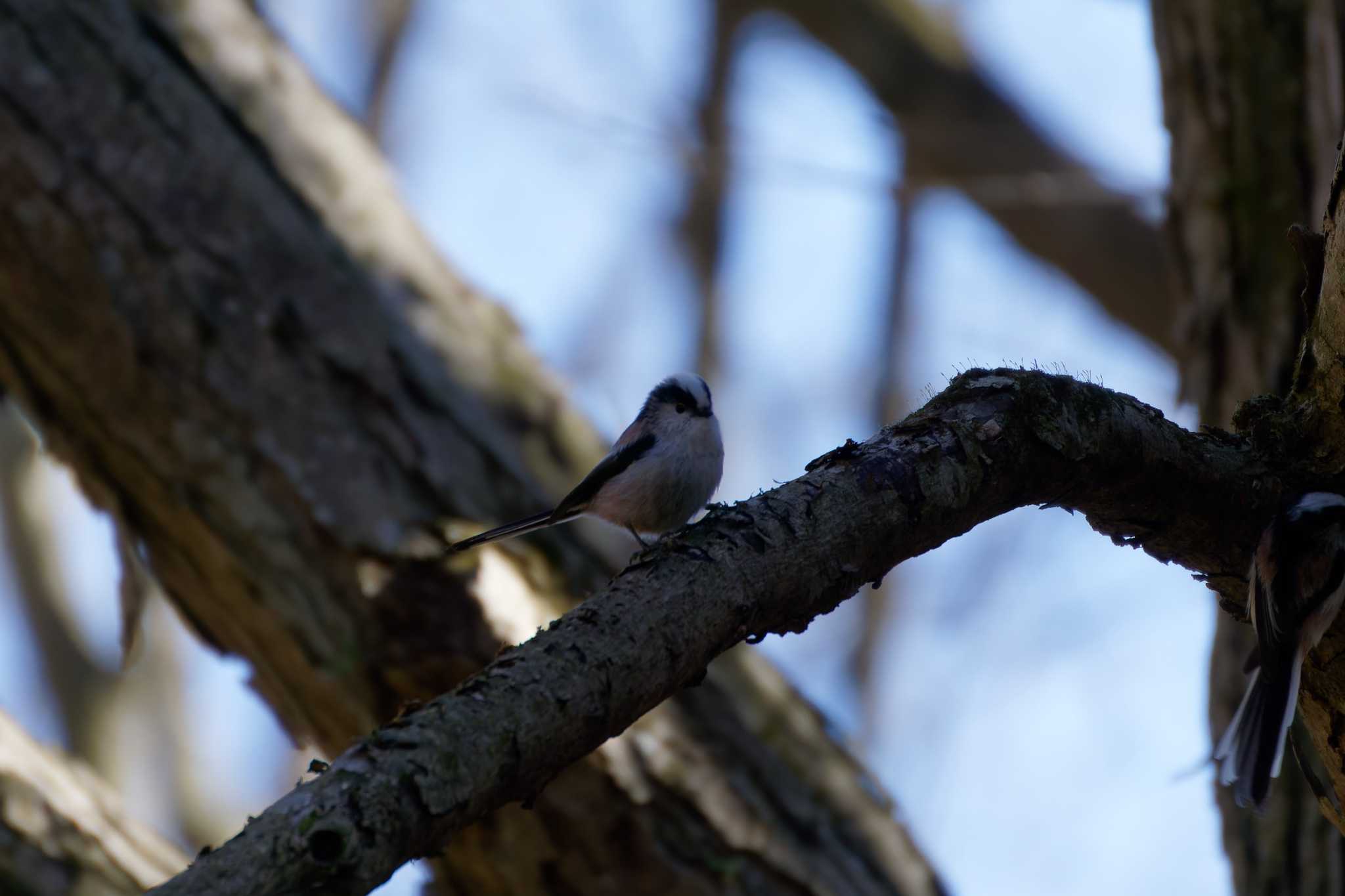 Photo of Long-tailed Tit at 神奈川県自然環境保全センター by たねもみちゃん