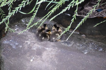 Eastern Spot-billed Duck マイフィールド(川) Tue, 5/7/2024