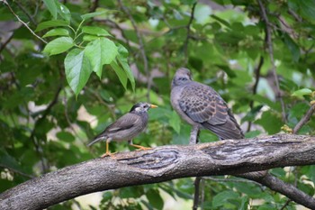 White-cheeked Starling マイフィールド(川) Tue, 5/7/2024