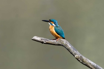 Common Kingfisher 四季の森公園(横浜市緑区) Sat, 3/30/2024