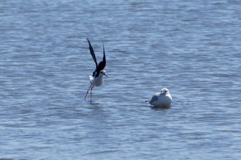 Black-winged Stilt 六郷橋緑地 Thu, 3/21/2024